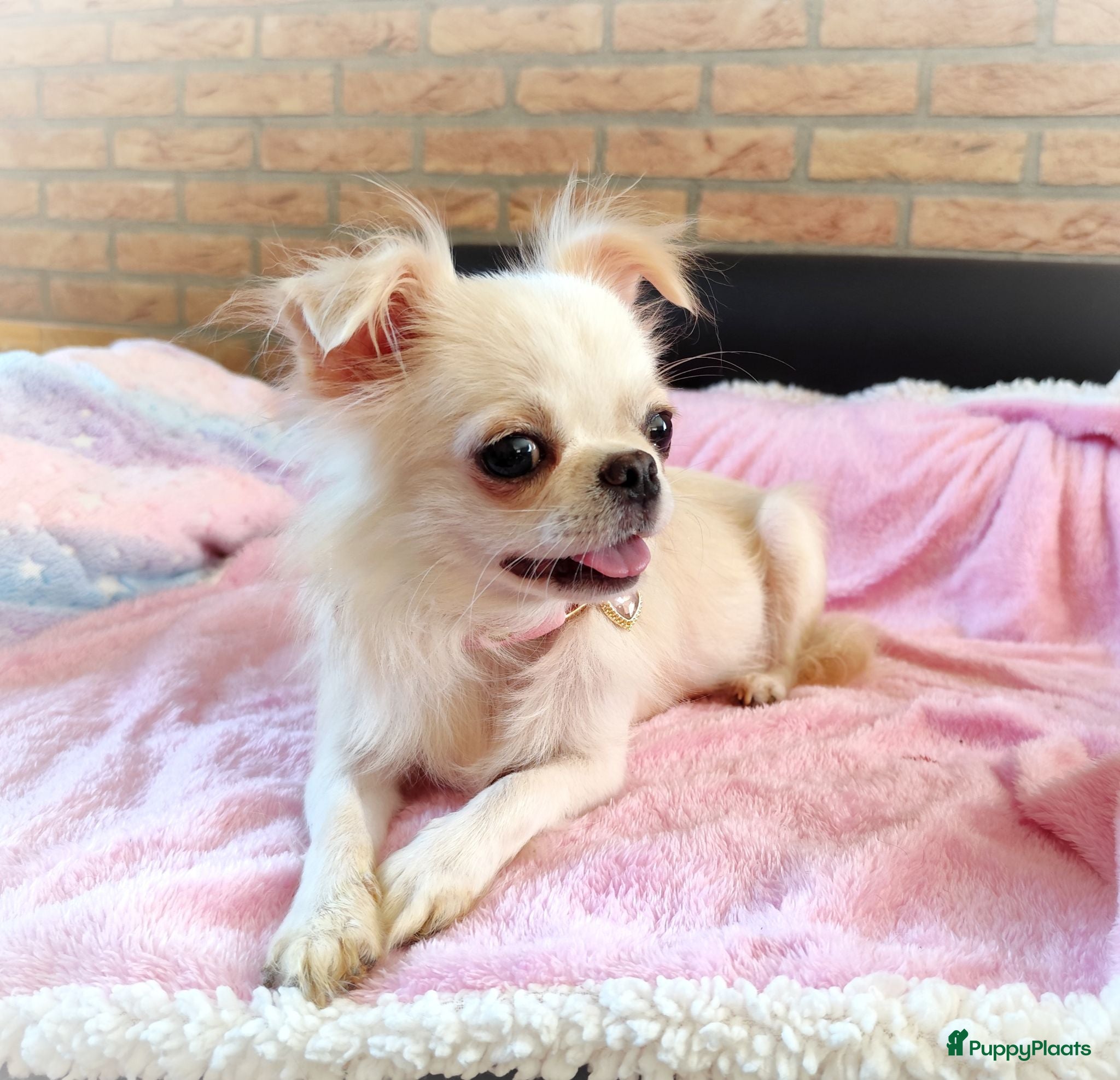Chihuahua honden Nog 3 unieke en super schattige chihuahua puppys! - Advertentie 1
