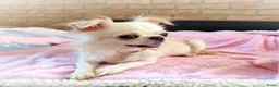 Chihuahua honden te koop: Nog 3 unieke en super schattige chihuahua puppys! - Advertentie 2