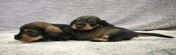 Ruwhaar Teckel honden te koop: Ruwhaar Dwerg/Kaninchen teckel pups met stamboom. - Advertentie 21