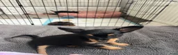 Russische Toy Terriër honden te koop: Rusky Toy pups  - Advertentie 6