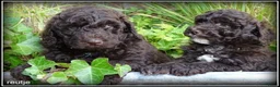 Labradoodle honden te koop: Labradoodle mini +/- 40 cm chocolade bruin - Advertentie 15
