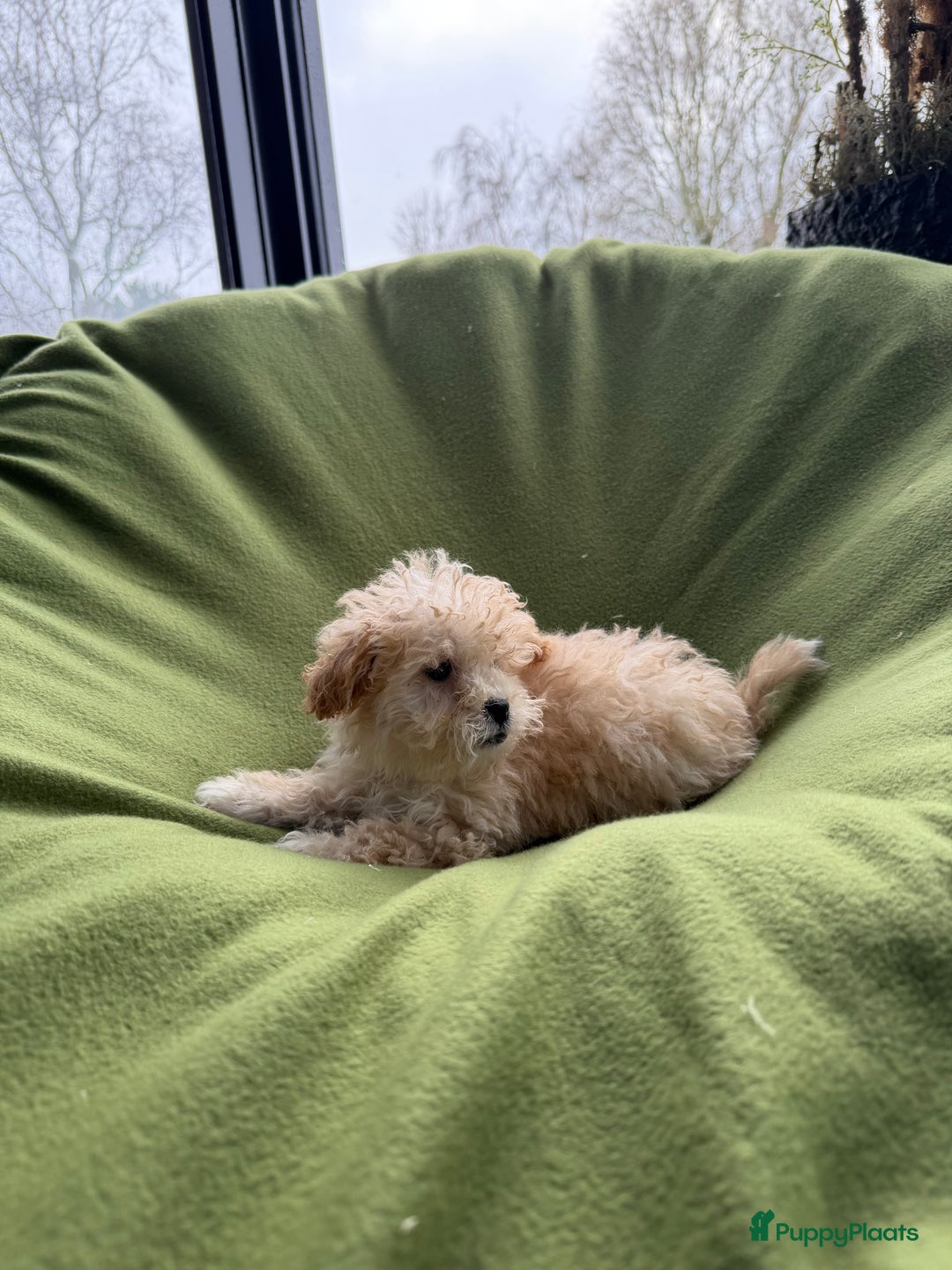 Maltipoo honden te koop: Maltipoo (Maltezer x Toy poedel) pups - Advertentie 18