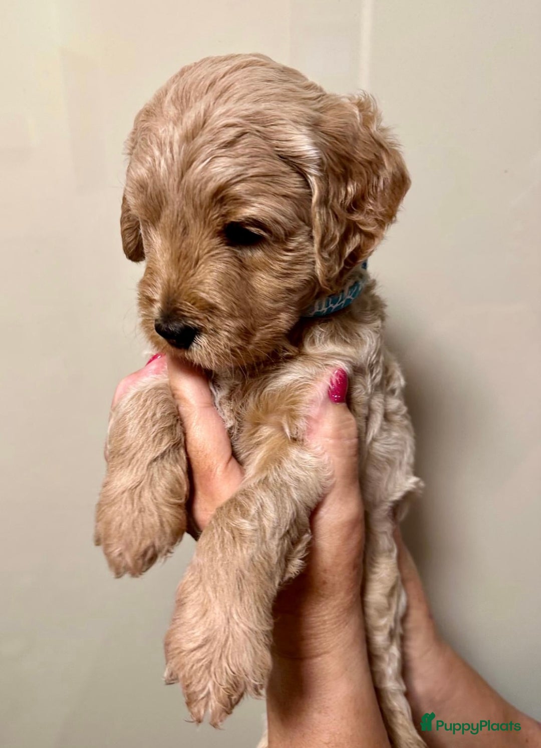 Labradoodle honden te koop: Labradoodle medium (Australian) - Afbeelding 8