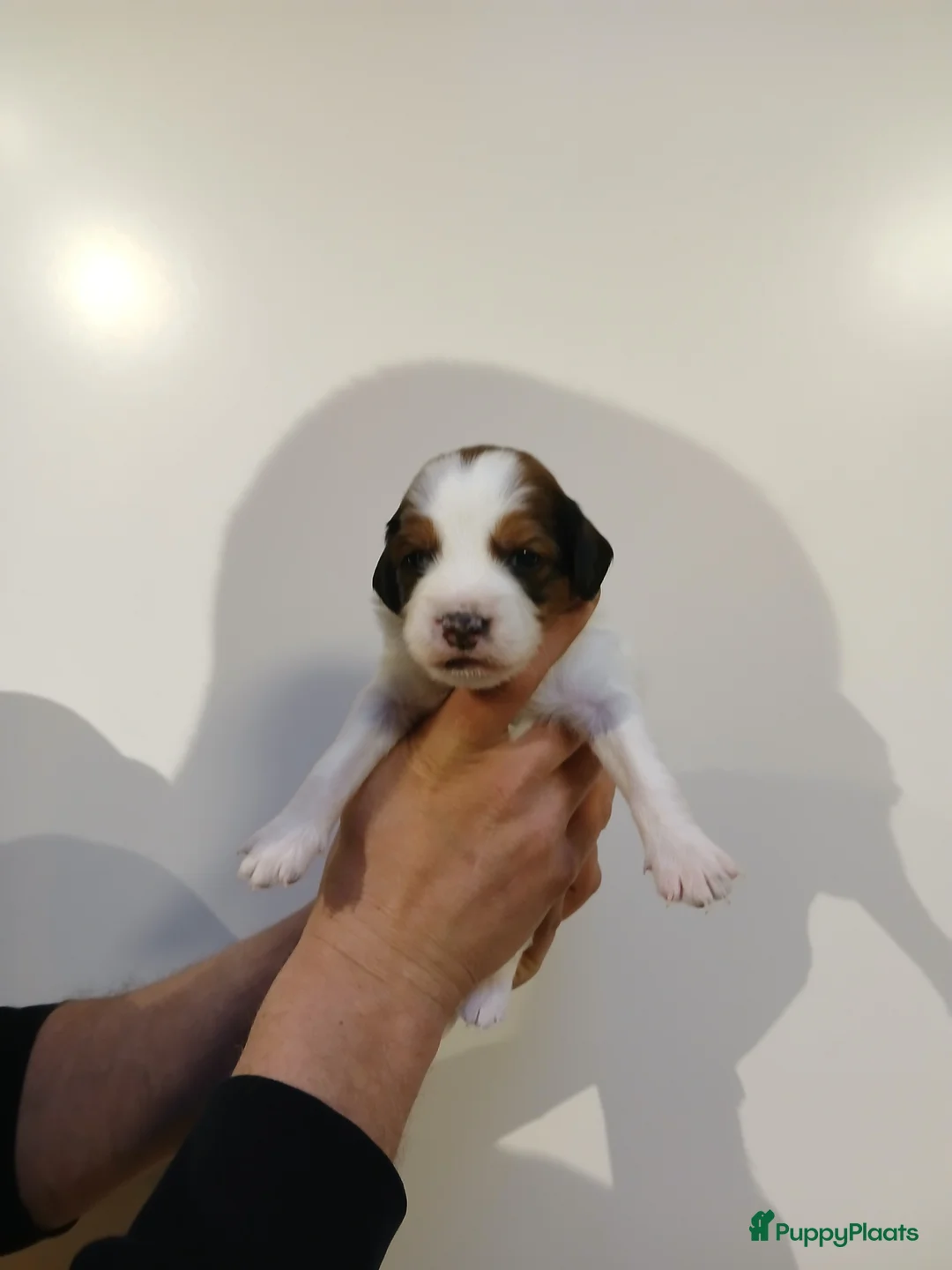 Kooikerhondje honden te koop: Supper liever  nestje kooiker pups van 7 - Advertentie 19