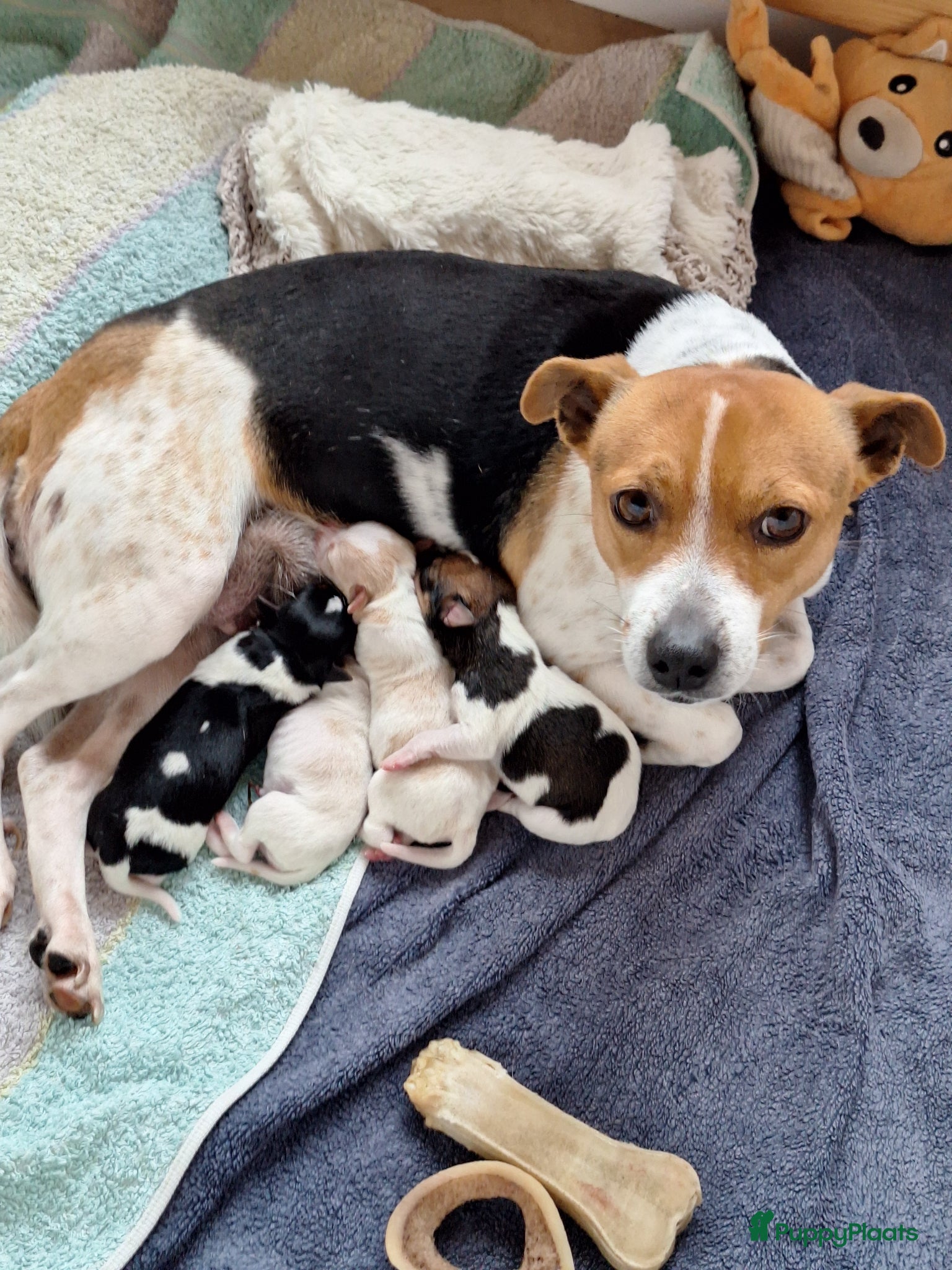 Fox Terriër Gladhaar honden boerenfox 2 prachtige reutjes  - Advertentie 1