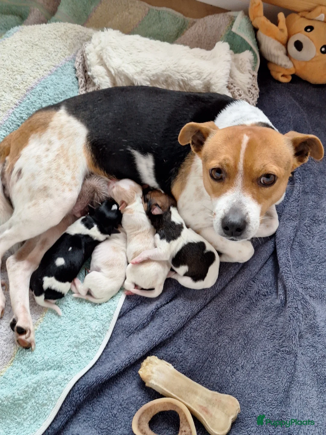 Fox Terriër Gladhaar honden te koop: boerenfox 2 prachtige reutjes  in Alphen aan den Rijn - Advertentie 1