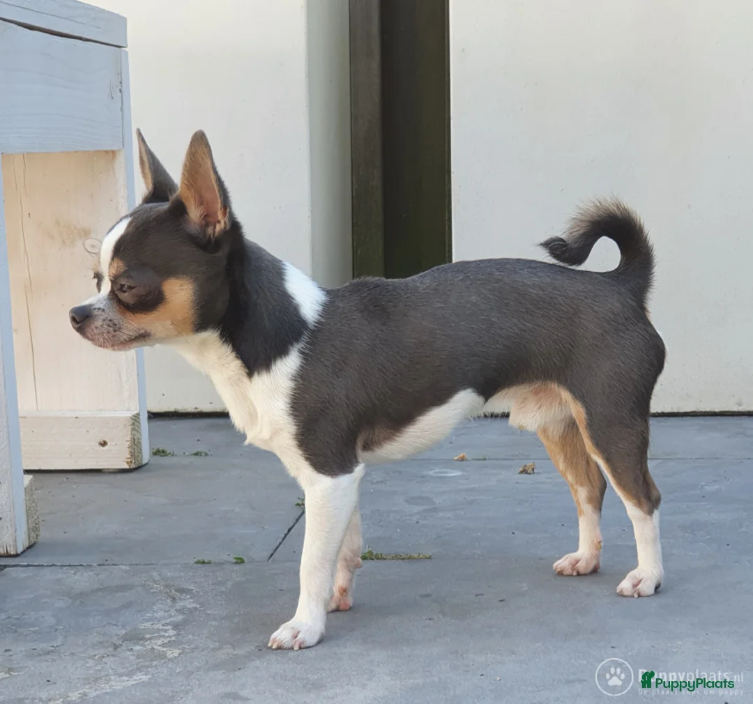 Chihuahua honden ter dekking: Prachtige BLAUW/GRIJZE chihuahua dekreu - Advertentie 5