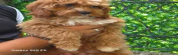 Cavapoo honden te koop: Cavapoo Pups - Advertentie 5