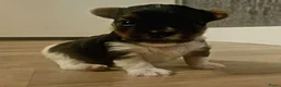 Biewer Terrier honden te koop: Biewer teriër reutje - Advertentie 9