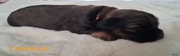 Kruising honden te koop: Mooie Boomer pups - Advertentie 19