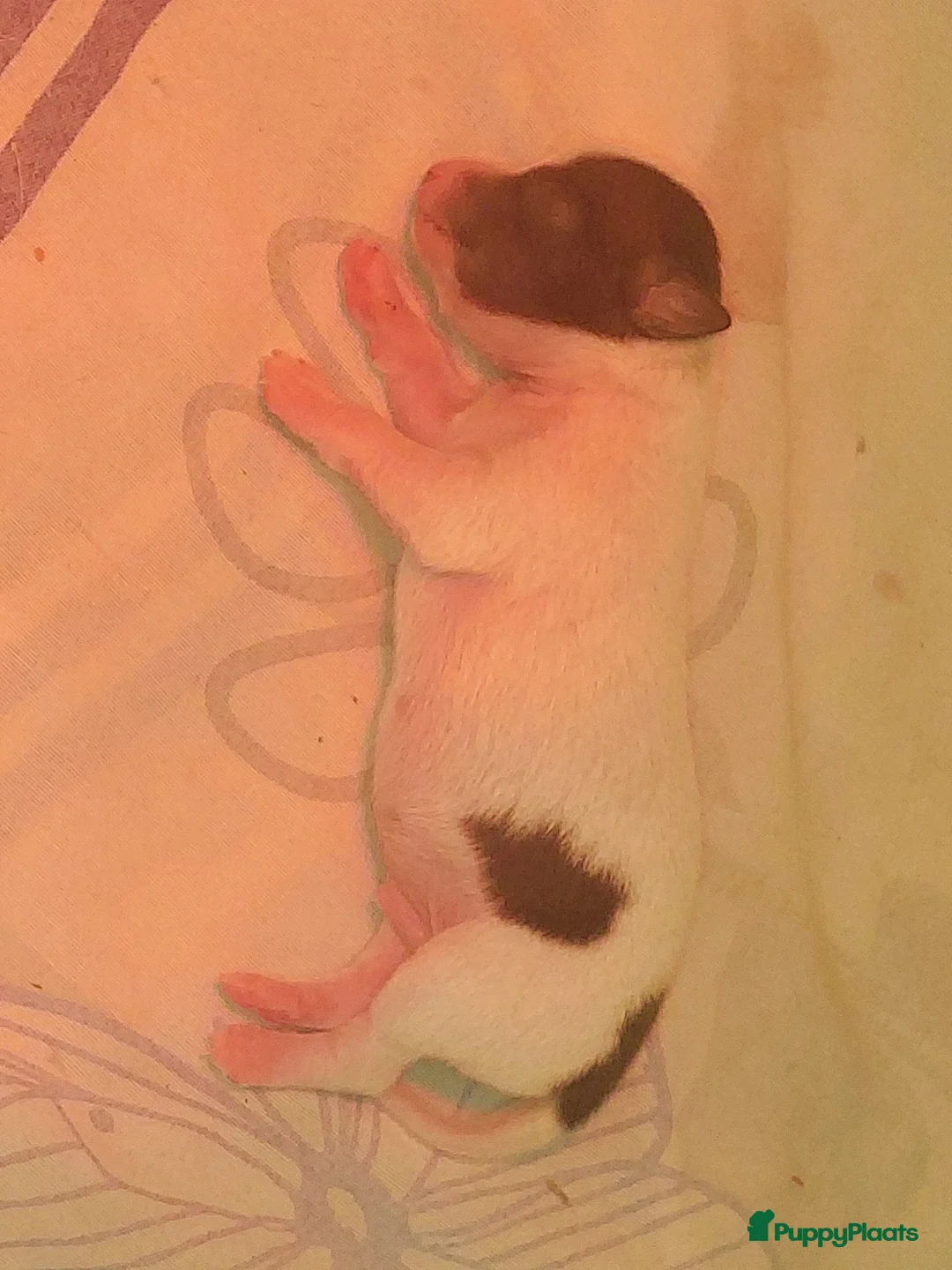 Chihuahua honden te koop: raszuiver chihuahua puppy reutje - Advertentie 8