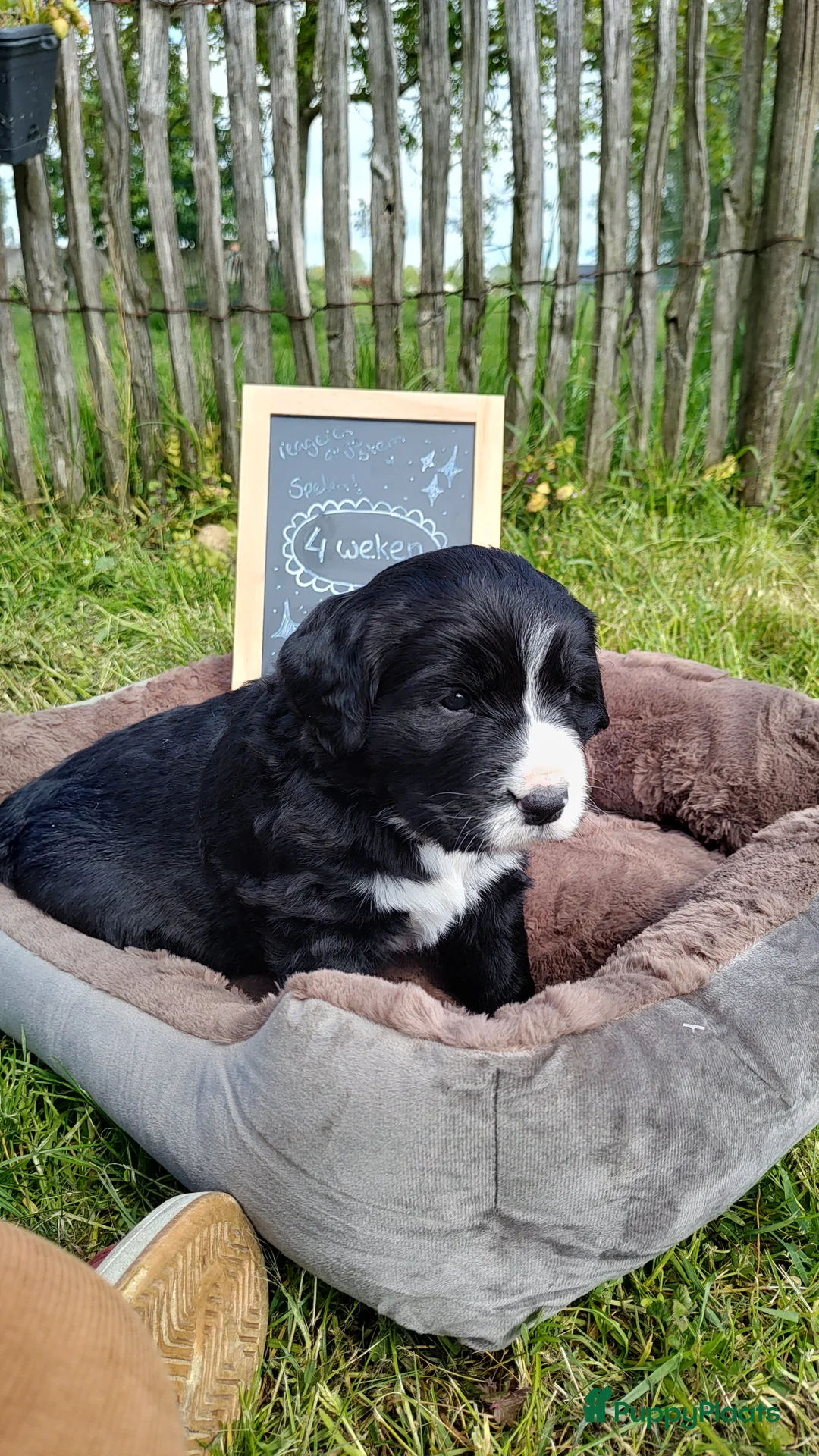 Kruising honden te koop: Mooie pups Berner kruising wetterhoun  - Advertentie 2