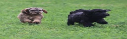 Cockapoo honden te koop: Cockapoo pups - Advertentie 16