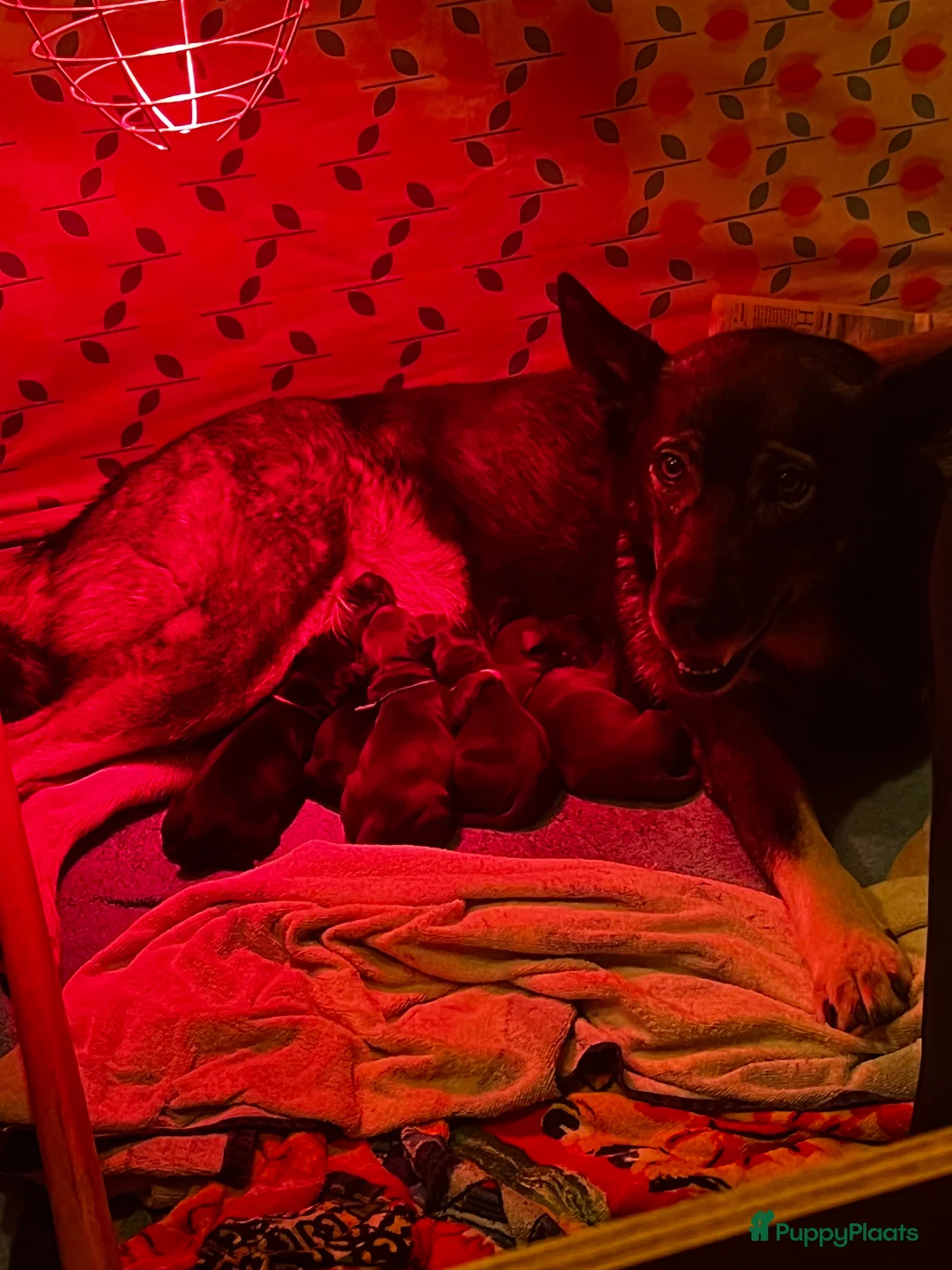 Kruising honden te koop: Lieve friese stabij x Labrador pups te koop - Advertentie 3