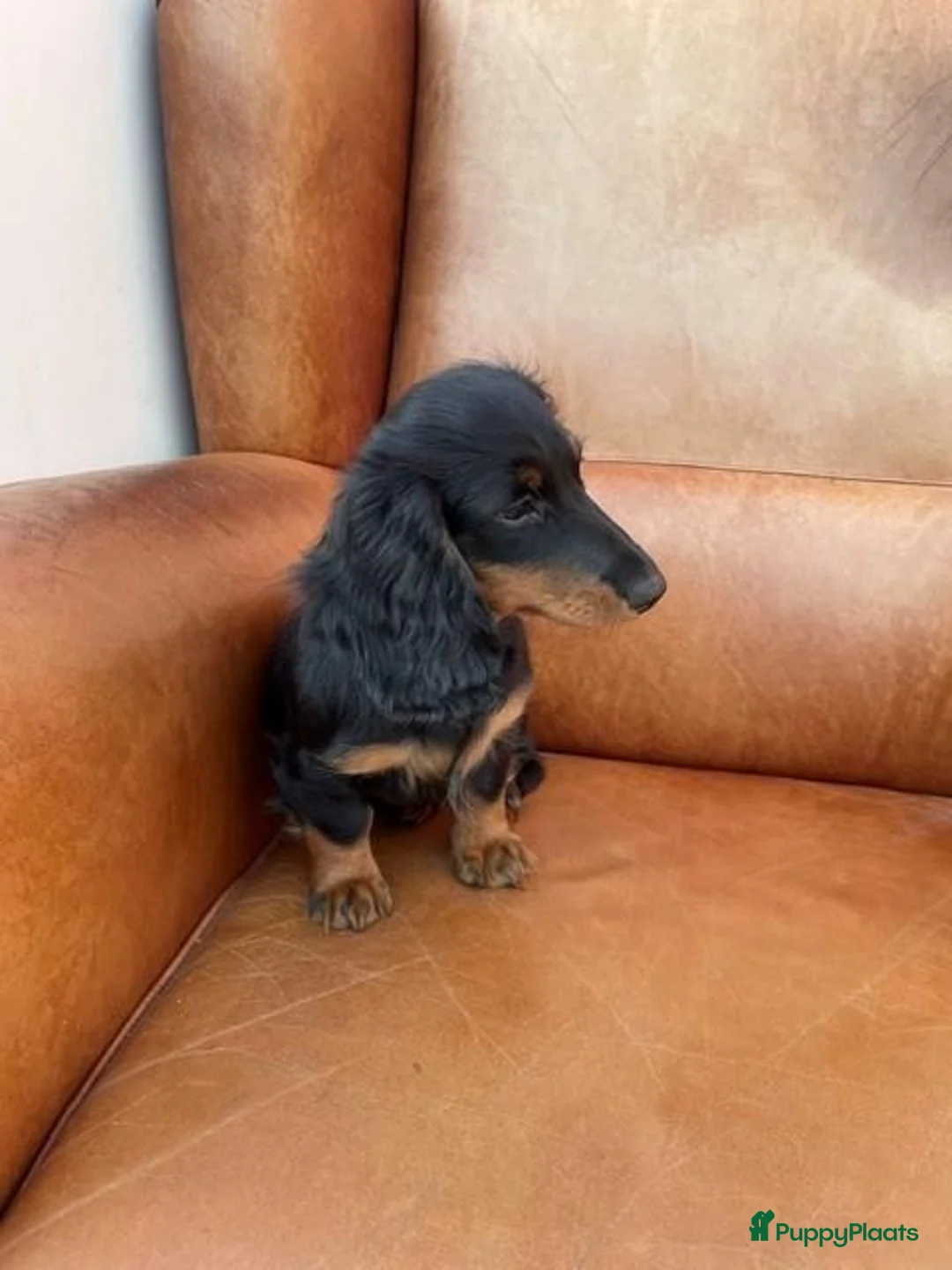 Teckel (langhaar) honden te koop: Super leuke stoere teckelpup - Advertentie 3