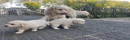 Golden Retriever honden te koop: 2 Golden retriever reutjes 🩵 zie uitleg prijs - Advertentie 10