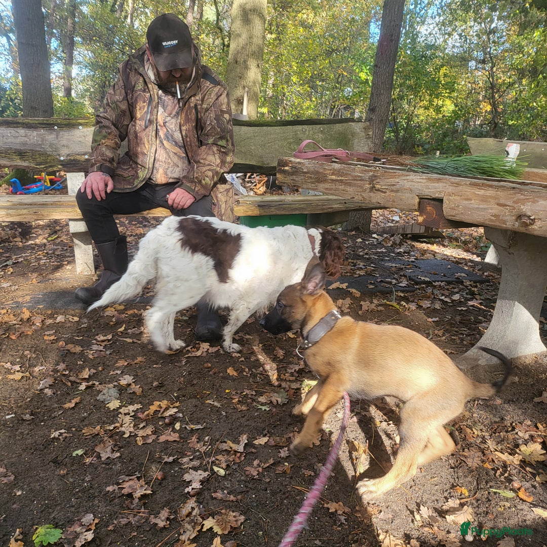 Kruising honden te koop: Mechelse herder × Ridgeback Mechelse herder - Advertentie 14