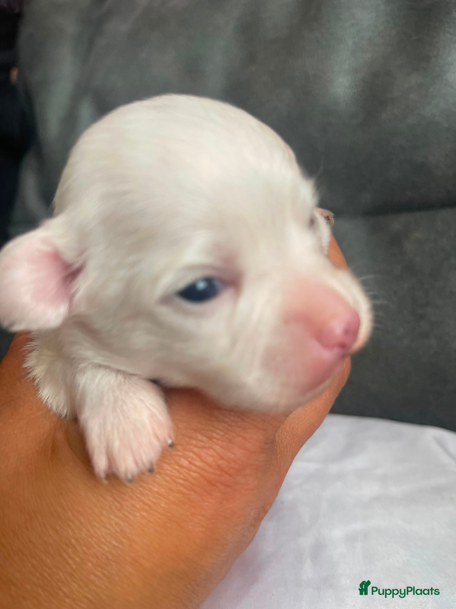 Chihuahua honden Chihuahua pups raszuiver te koop - Advertentie 1
