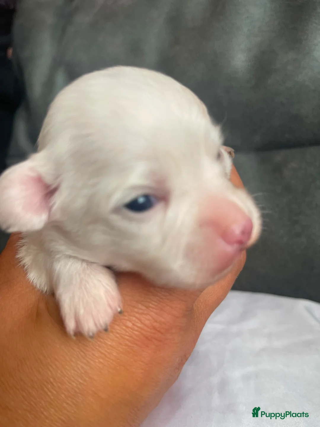 Chihuahua honden te koop: Chihuahua pups raszuiver te koop in Dongen - Advertentie 1