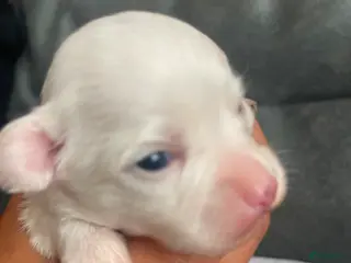 Chihuahua honden Chihuahua pups raszuiver te koop - Advertentie 17