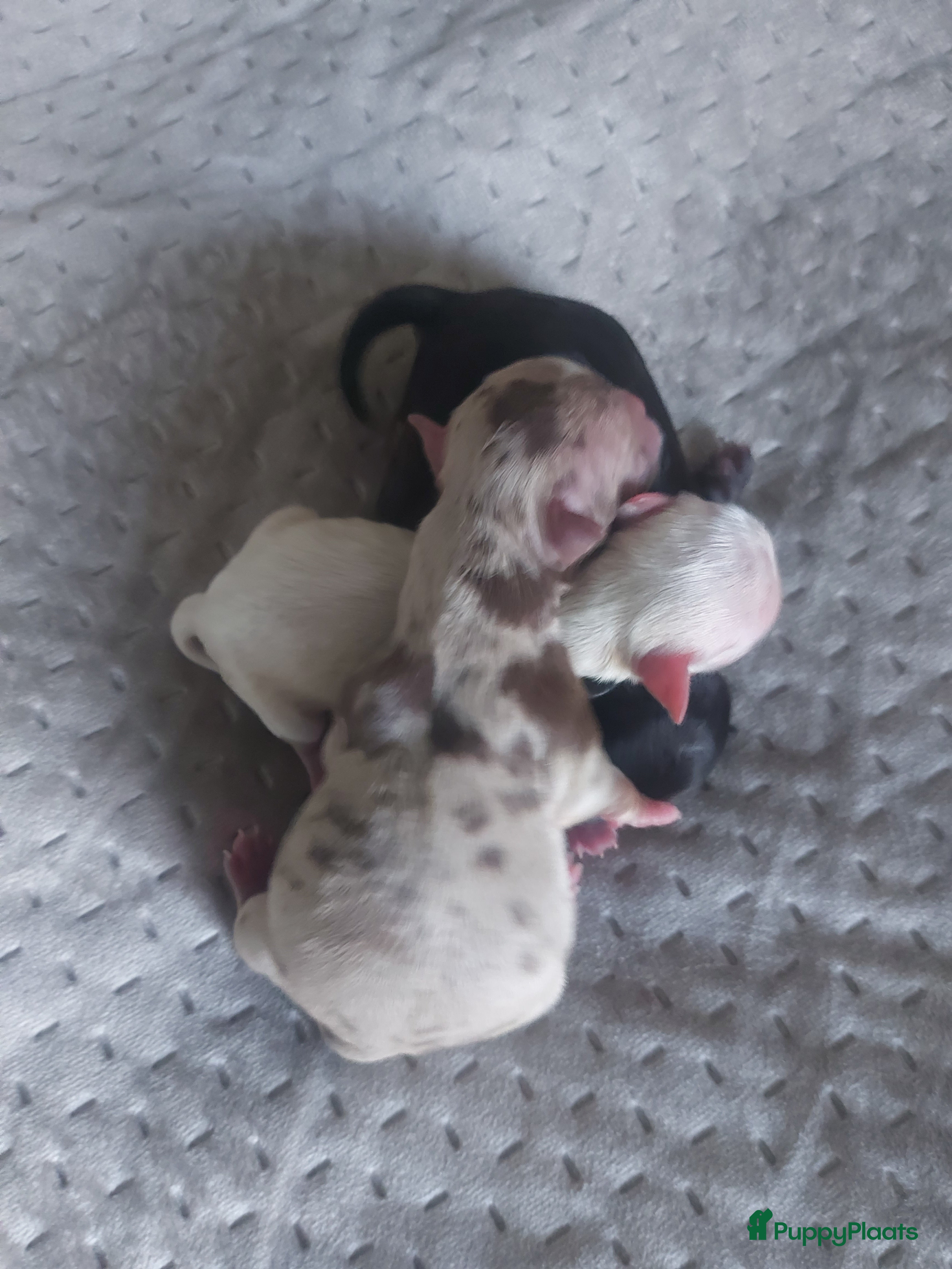 Chihuahua honden Prachtige pupjes - Advertentie 1