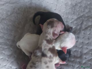 Chihuahua honden Prachtige pupjes - Advertentie 1