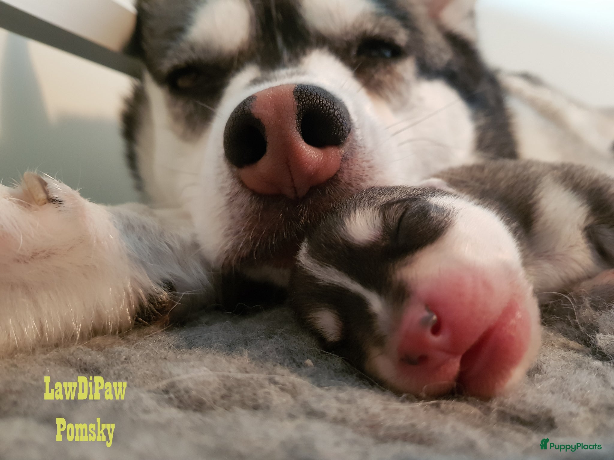 Pomsky honden Pomsky puppy’s F4+, 100% Amerikaanse bloedlijn - Advertentie 1