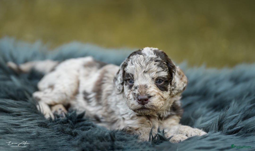 Labradoodle honden te koop: Prachtige multigen Labradoodles wavy vacht - Afbeelding 24