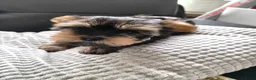 Yorkshire Terriër honden te koop: Yorkshire Terriër reutjes te koop - Advertentie 5