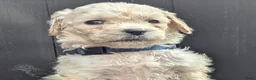 Labradoodle honden te koop: Liefdevolle plek gezocht voor Labradoodle puppy’s! in Heusden - Advertentie 15