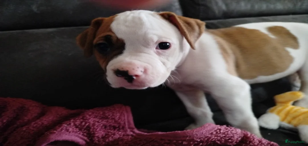 Galerij afbeelding {{count}}