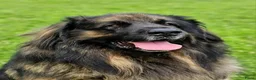 Kruising honden te koop: Pup Newfoundlander x Leonberger reutje - Advertentie 20