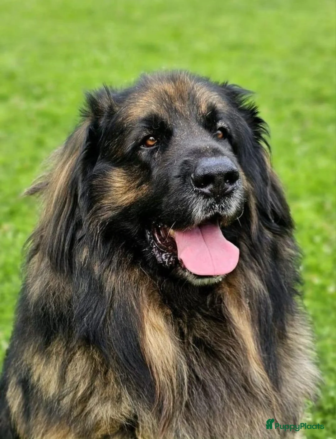 Kruising honden te koop: Pup Newfoundlander x Leonberger reutje - Advertentie 20
