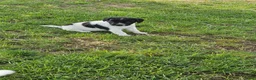 Friese Stabij honden te koop: mooie stabij pups in IJhorst - Advertentie 13