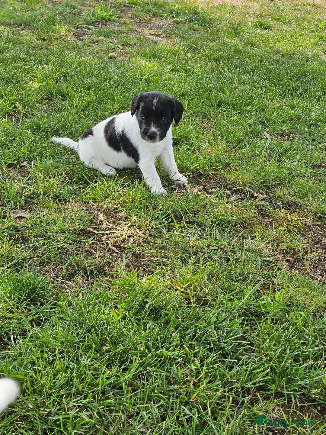 Friese Stabij honden te koop: mooie stabij pups in IJhorst - Advertentie 13