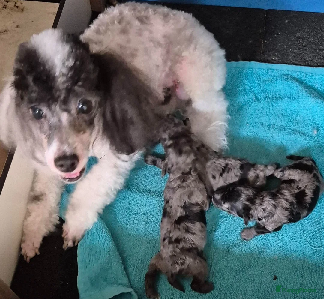 Dwergpoedel honden te koop: Schitterende Merle dwerg poedel pups - Advertentie 2