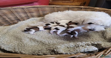 Kruising honden - Advertentie 3