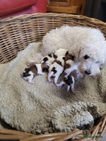 Kruising honden - Advertentie 3