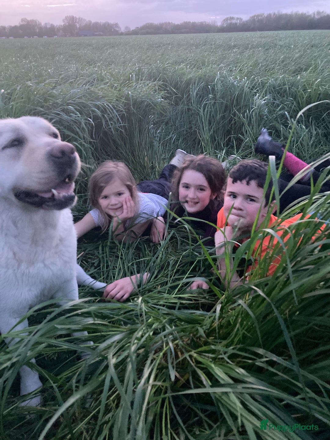 Labrador Retriever honden te koop: Prachtige labrador pups geboren op de boerderij  - Advertentie 7