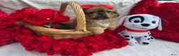 Pekingees honden te koop: Heel mooi Pekinees reutje - Advertentie 13