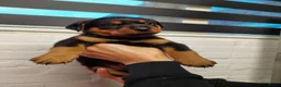 Rottweiler honden te koop: Rottweiler pup  - Advertentie 2