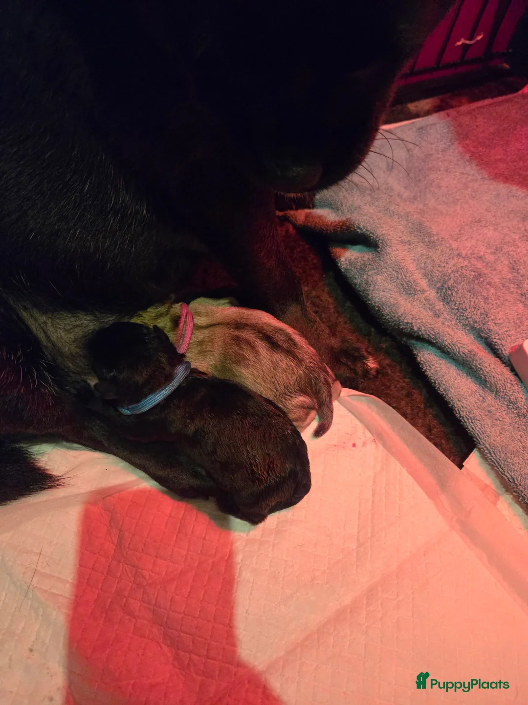 Retromops honden te koop: Retromops pups - Advertentie 7