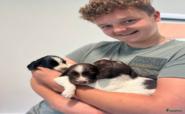 Engelse Springer Spaniel honden - Advertentie 4