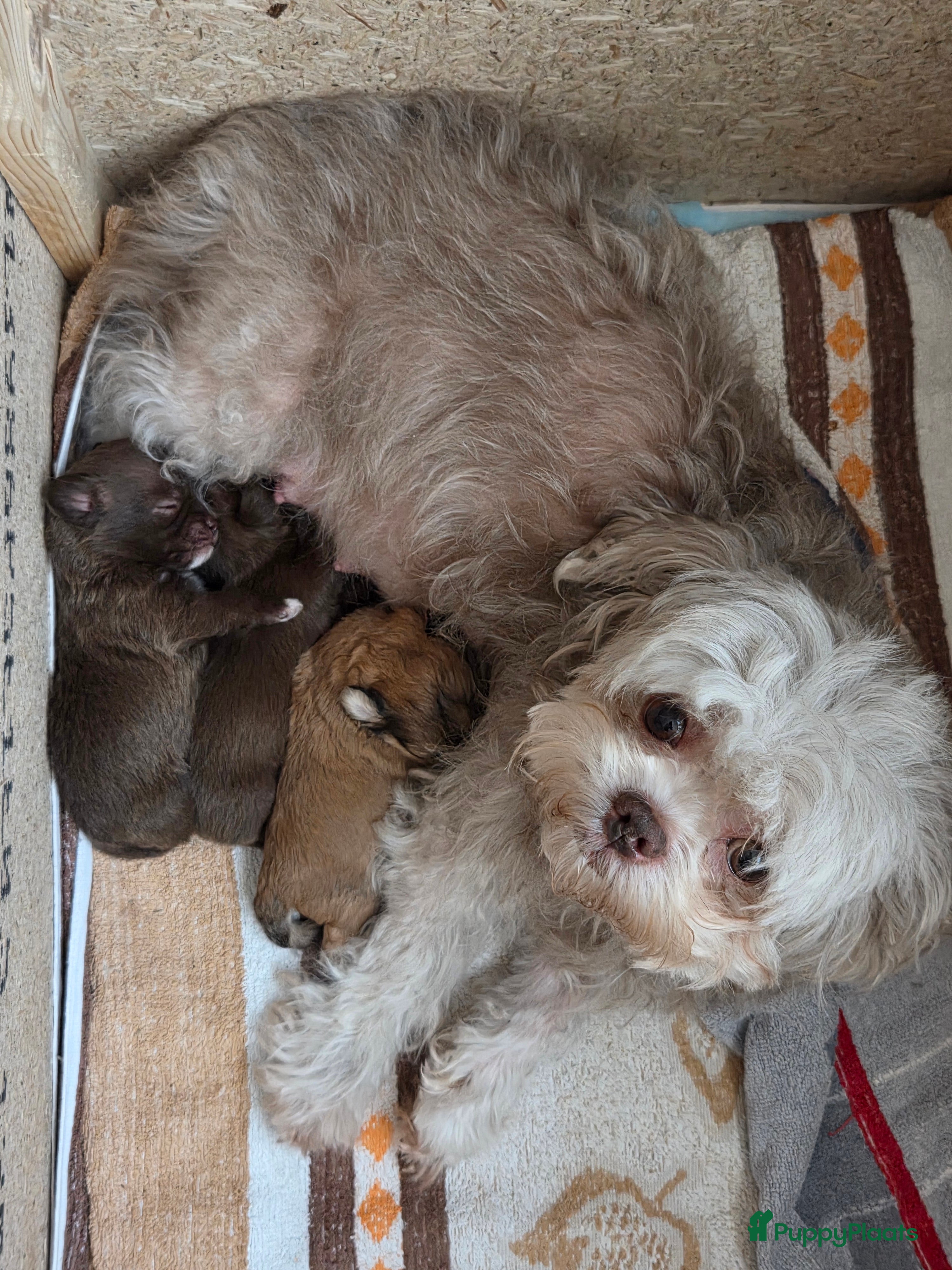 Kruising honden te koop: Leuke,speelse,sociale pups in Helmond - Advertentie 5