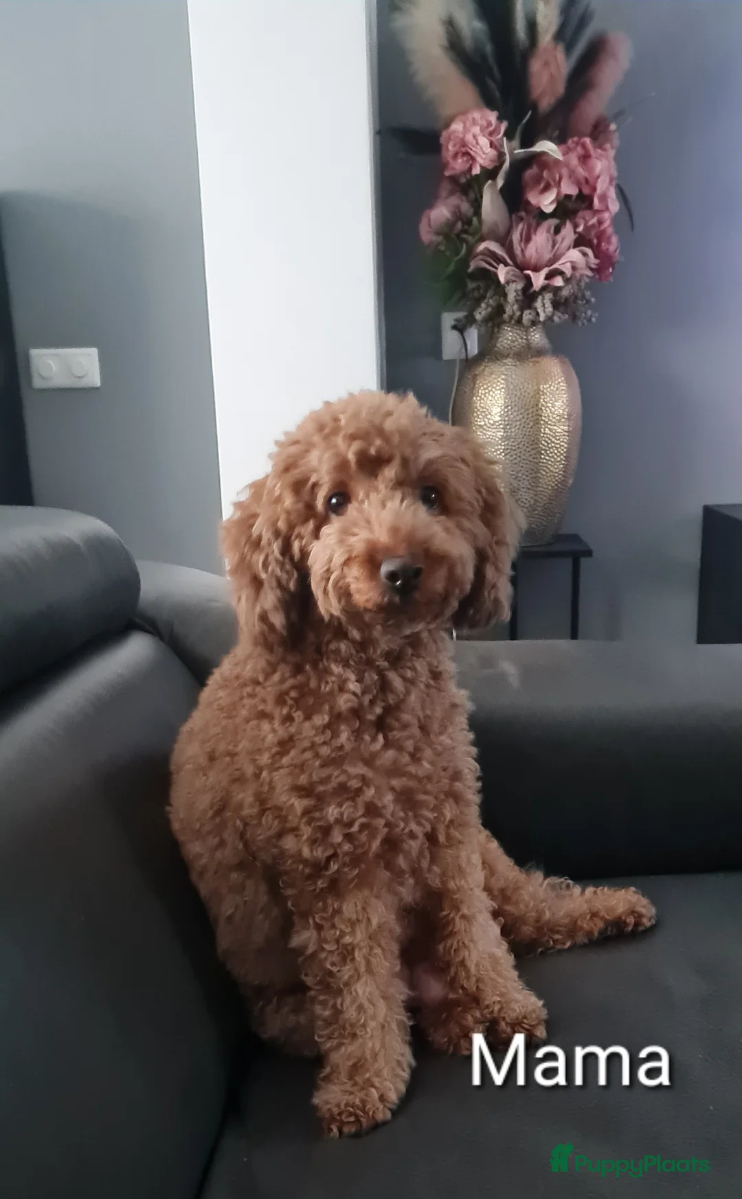 Dwergpoedel honden te koop: Rode dwerpoedels in Helmond - Advertentie 13