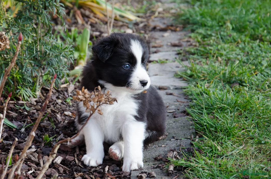 Border Collie honden te koop: Border collie puppies geboren op boerderij (BE) - Advertentie 4