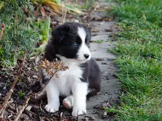 Border Collie honden Border collie puppies geboren op boerderij (BE) - Advertentie 1