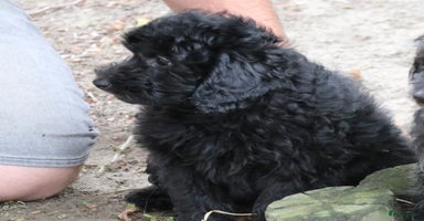 Maltipoo honden - Advertentie 5