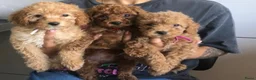 Kruising honden te koop: 5 prachtige poedel pups  - Advertentie 4