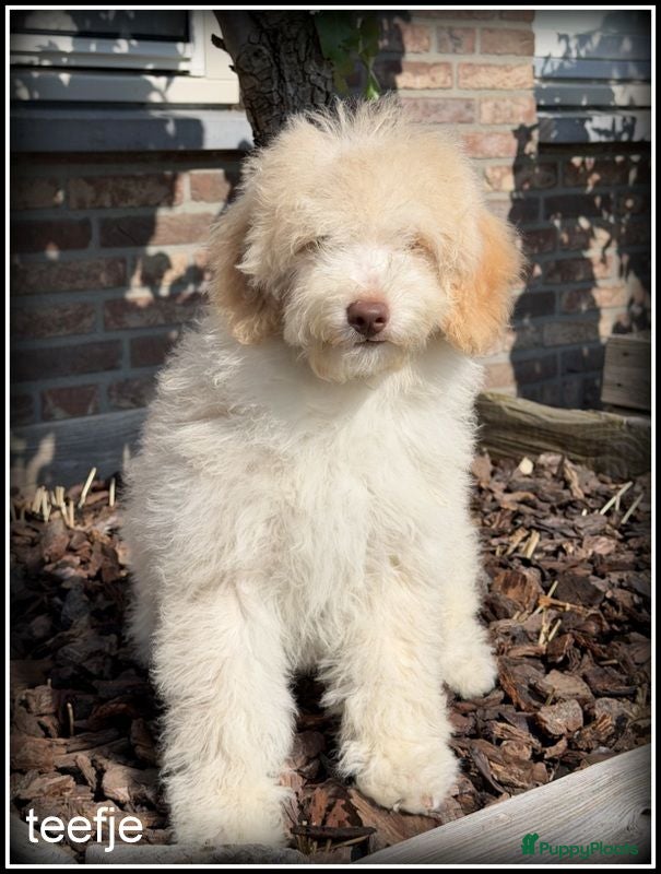 Labradoodle honden Labradoodle pups  in prijs verlaagd ivm vak - Advertentie 1